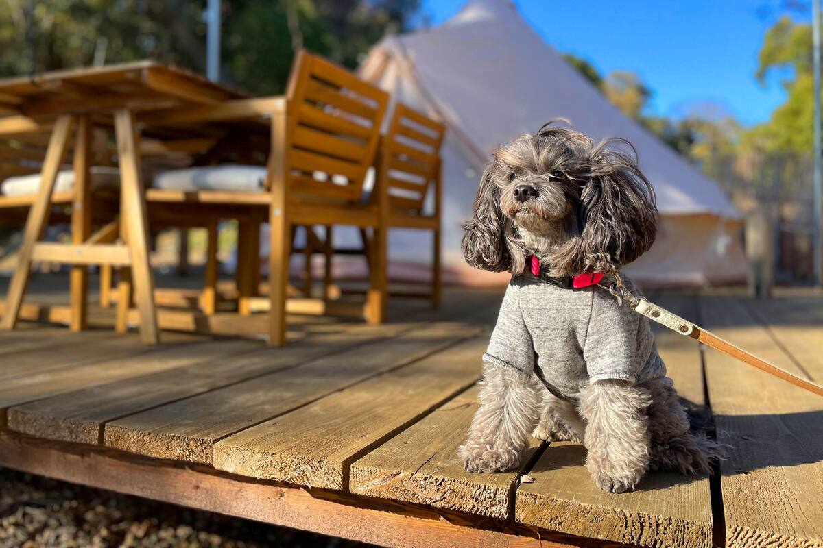 En lille hund på en træterrasse med borde og stole i baggrunden.