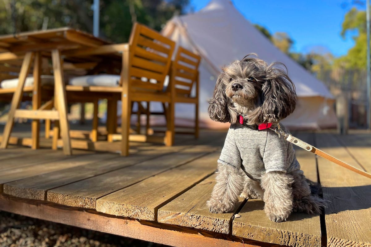 Deluxe-telttamajoitus, tupakointi kielletty (Pet-friendly) | 1 makuuhuone, yksilöllisesti sisustettu, yksilöllisesti kalustettu