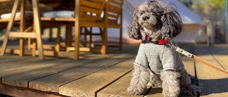 A small dog on a wooden deck with a table and chairs in the background.