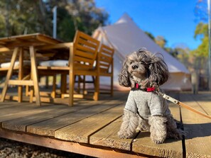 Deluxe Tent, Non Smoking (Pet-friendly) | 1 bedroom, individually decorated, individually furnished, free WiFi - COUSCOUS Glamping Manazuru (Manazuru)