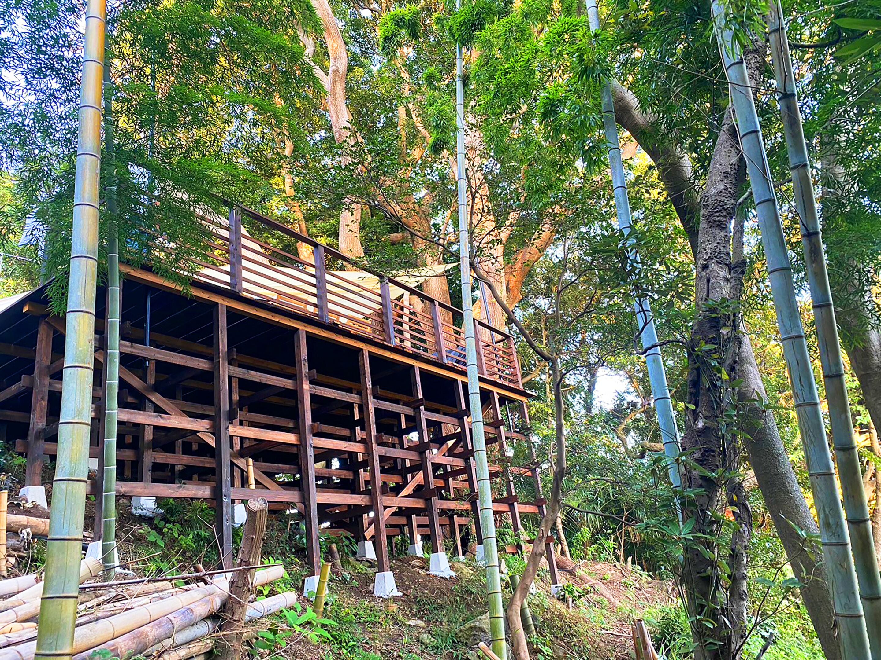 Une structure en bois dotée d’une terrasse en bois, entourée d’arbres de bambou.