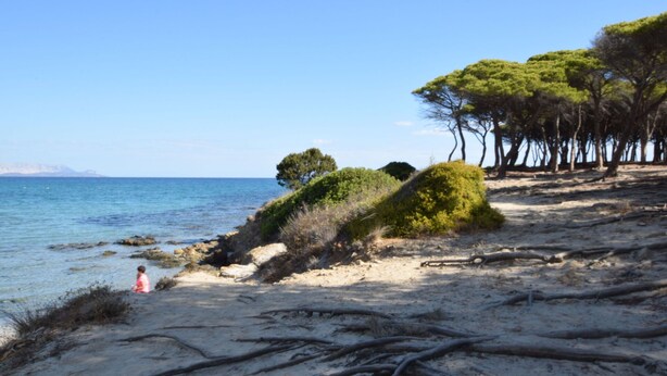 A sandy beach with trees and a clear blue sky.