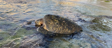 在海滩、沙滩椅、沙滩毛巾
