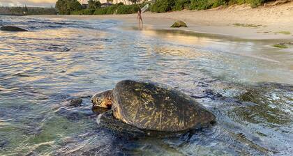 Exceptionally Pristine Haleiwa North Shore Beachside Retreat