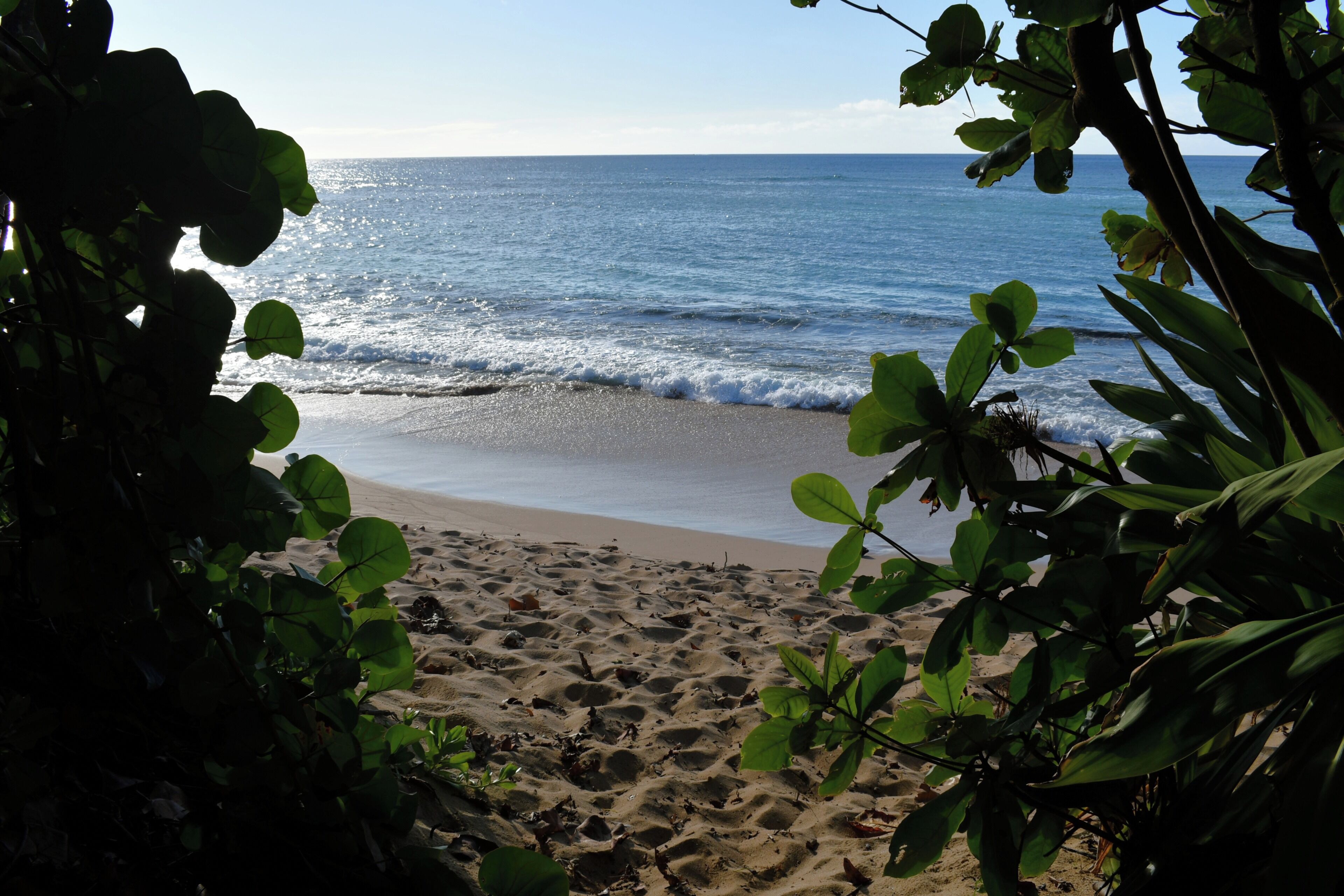 Una playa con arena y agua, rodeada de vegetación.