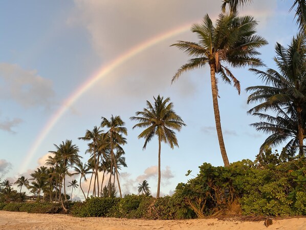 Ein Strand mit Palmen und einem Regenbogen.