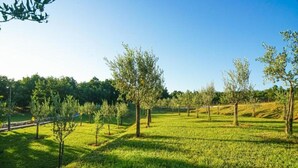 A grassy field with trees and a stone wall.