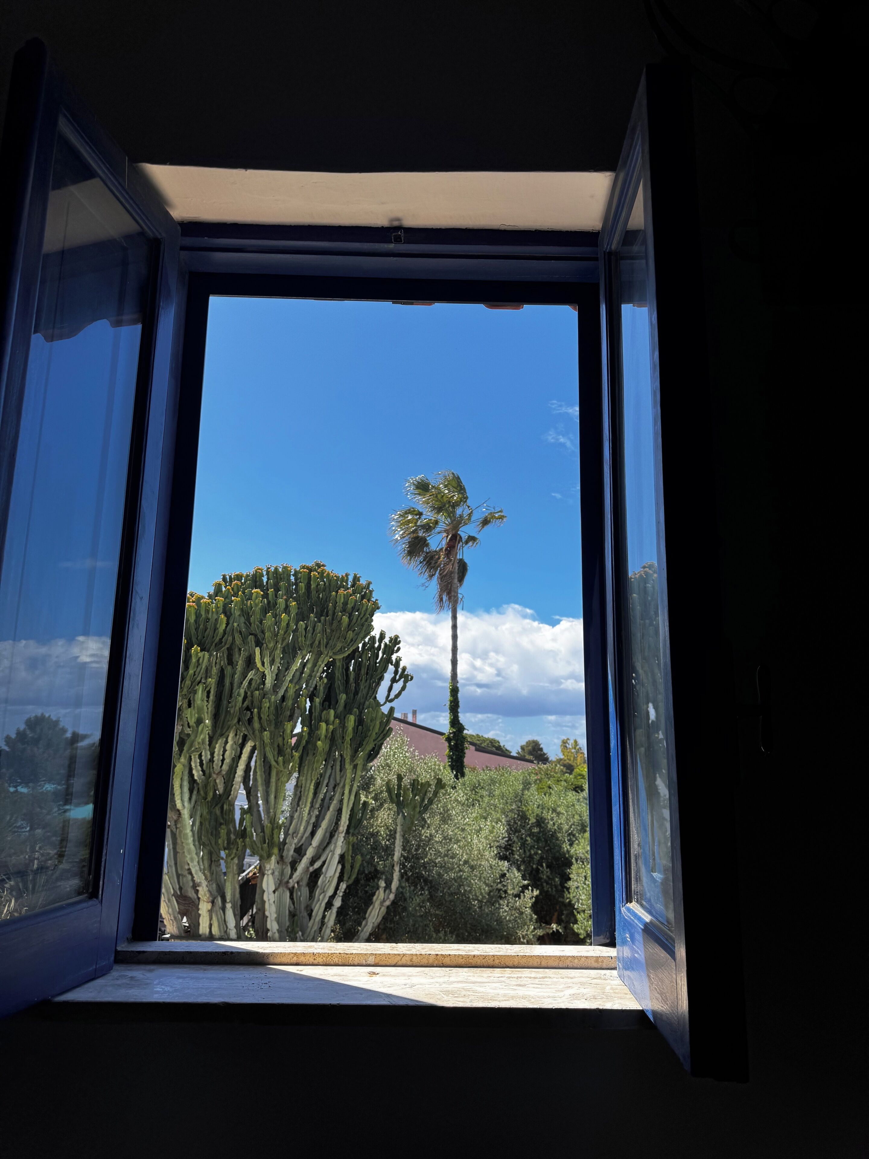A window with a view of a cactus and a palm tree.