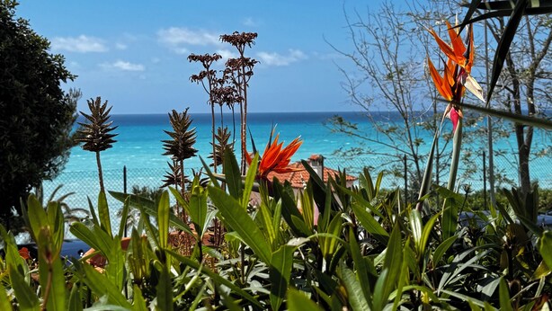 Een tropische tuin met verschillende planten en uitzicht op de oceaan.