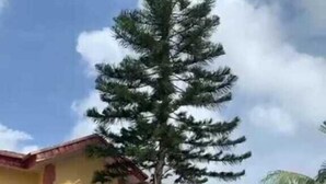 A two-story building with a red and yellow facade, a balcony, and a large coniferous tree in front. - Prince Palace Hotel (Lagos)