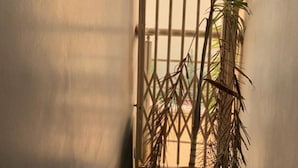 A potted plant in a narrow hallway with a decorative metal gate. - H18 Apartment (Abuja)