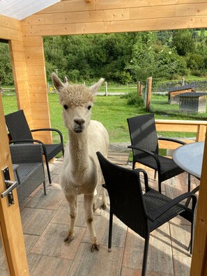 Outdoor dining - Woody 9 - Chalet Murlaub (St. Georgen am Kreischberg)