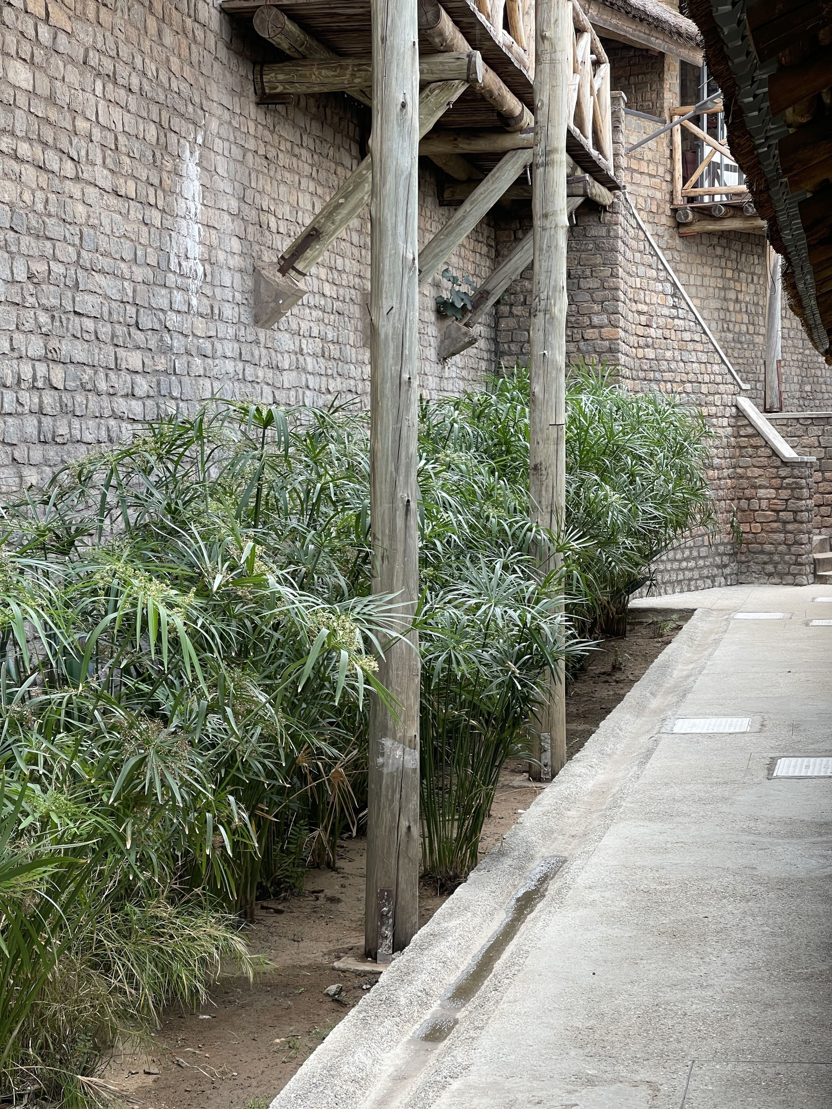 A building with a stone facade and wooden beams, adjacent to a concrete pathway with dense green vegetation.