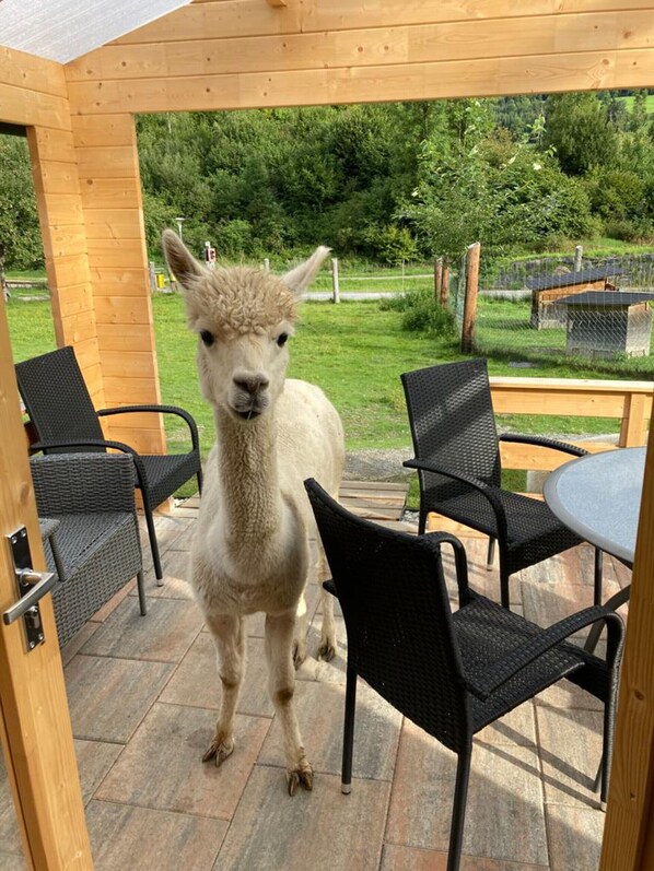 Outdoor dining - Apartment Esebeck - View of Murau (Murau)