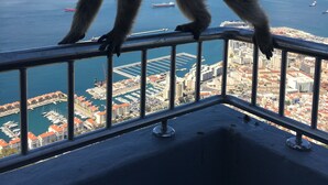 Een aap op een balkonreiling met uitzicht op een jachthaven met boten en gebouwen.