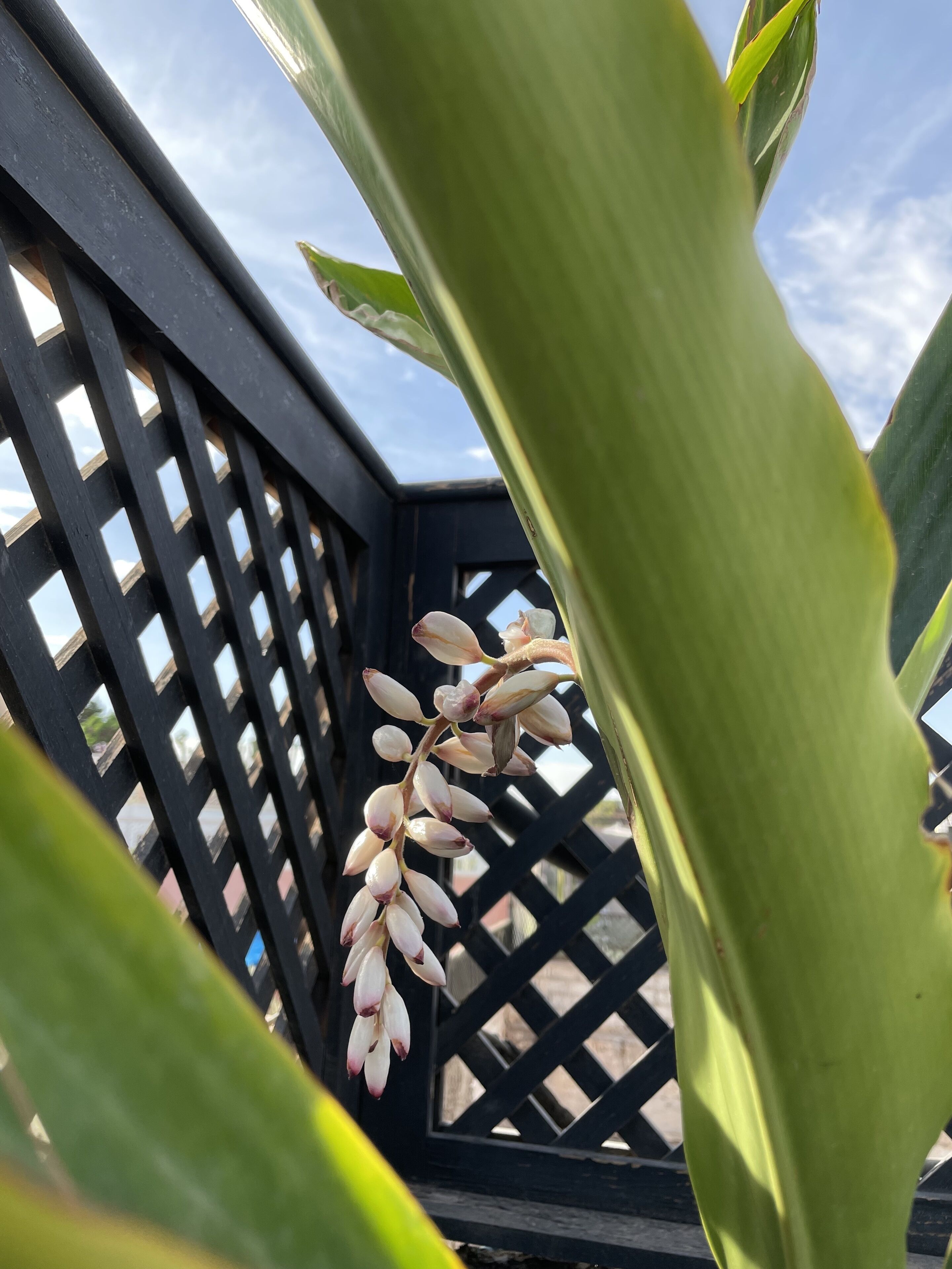 Foto - YVES Marrakech