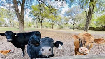 Una granja con tres vacas y una gallina.
