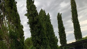 A gravel driveway with tall, conical trees and a parked car. - In the heart of Valdichiana historic Tuscan farmhouse, swimming pools for exclusive use (Toscana)