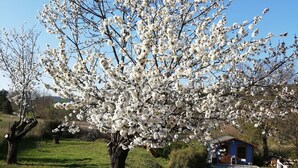 Un jardin avec un sentier menant à un bâtiment bleu, entouré d’arbres en fleurs.