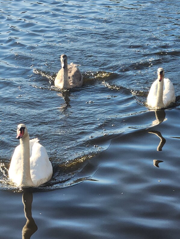 Three swans swimming in a body of water.