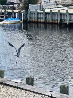 Property grounds - Peaceful shore house on the water! (Stafford Township)