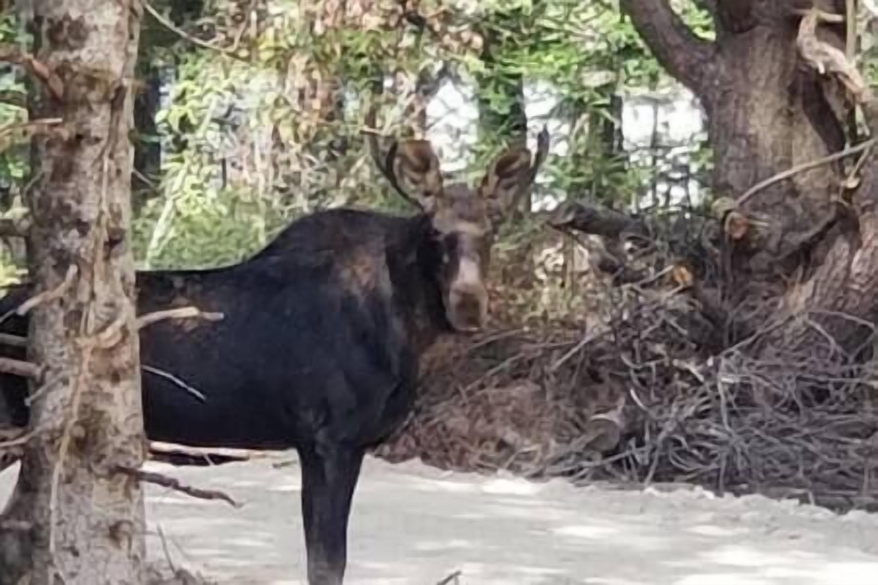 A moose in a natural setting with trees and branches.