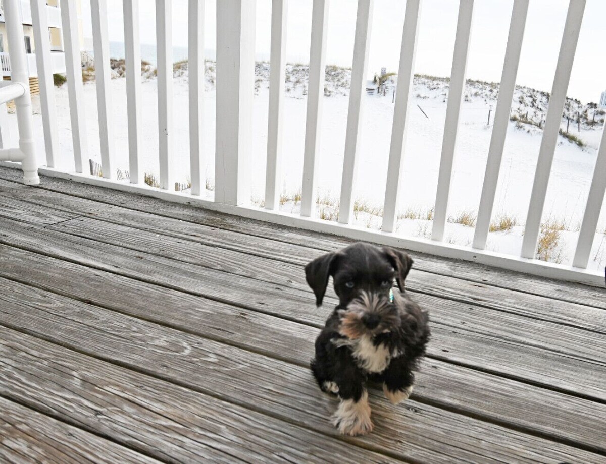 Photo 12 of Your Perfect Beach Getaway With Private Beach Access Pet Friendly