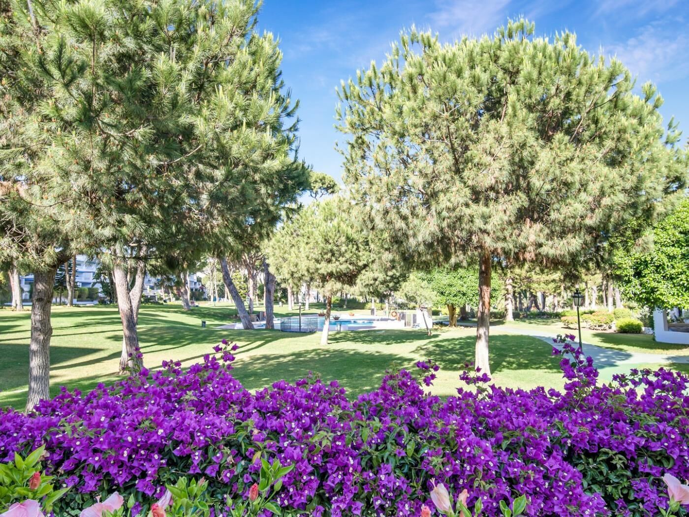 A park with mature trees and a flower bed of purple flowers.