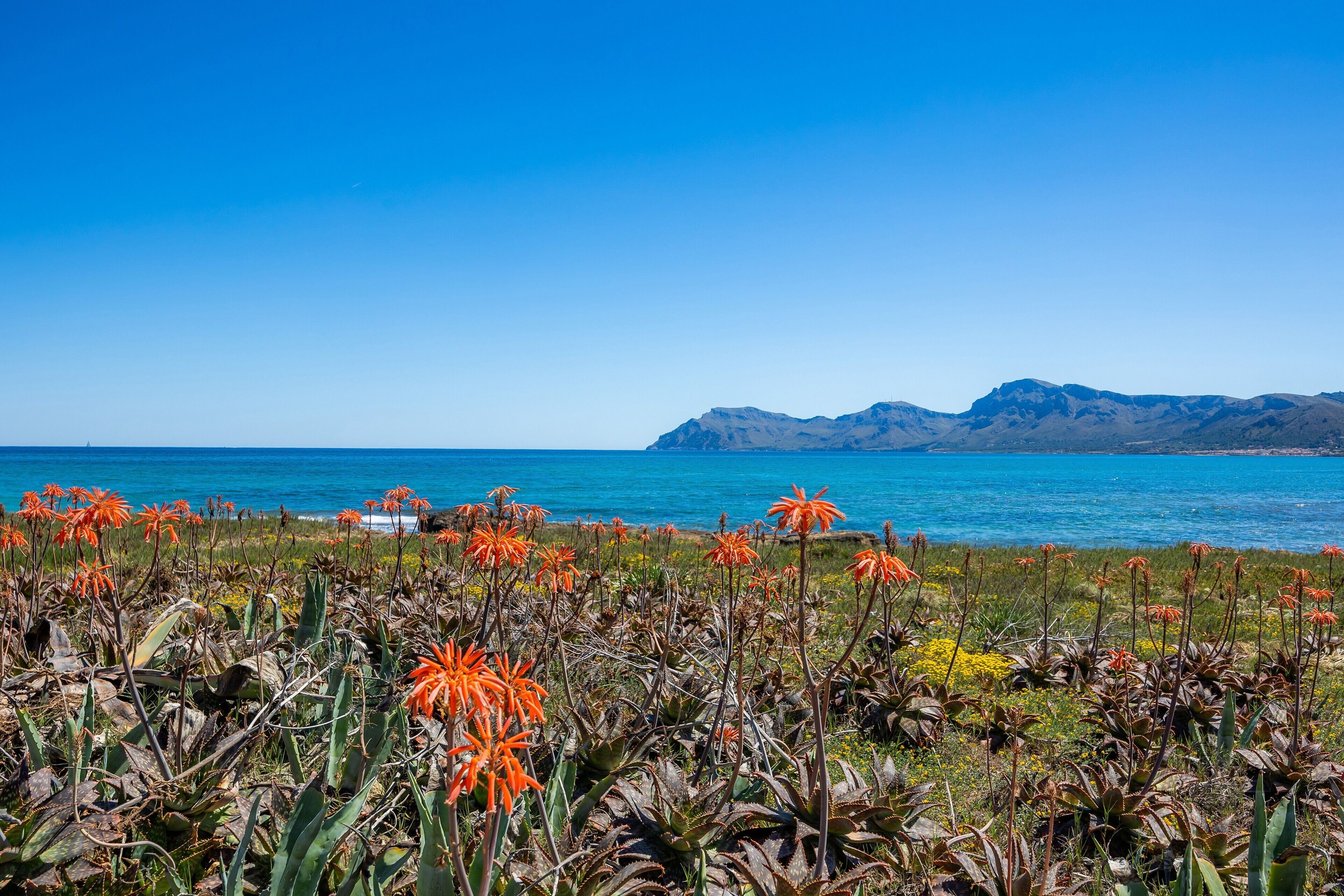 A coastal landscape with mountains in the background and a field of orange flowers in the foreground.