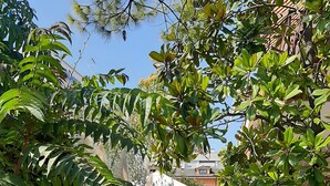 A garden pathway with plants and a flag. - Euroholiday Village 2G, Wi-Fi and Air Conditioning (Jesolo)