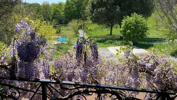 Un jardin orné de glycines aux fleurs violettes, un sentier et un grand arbre.