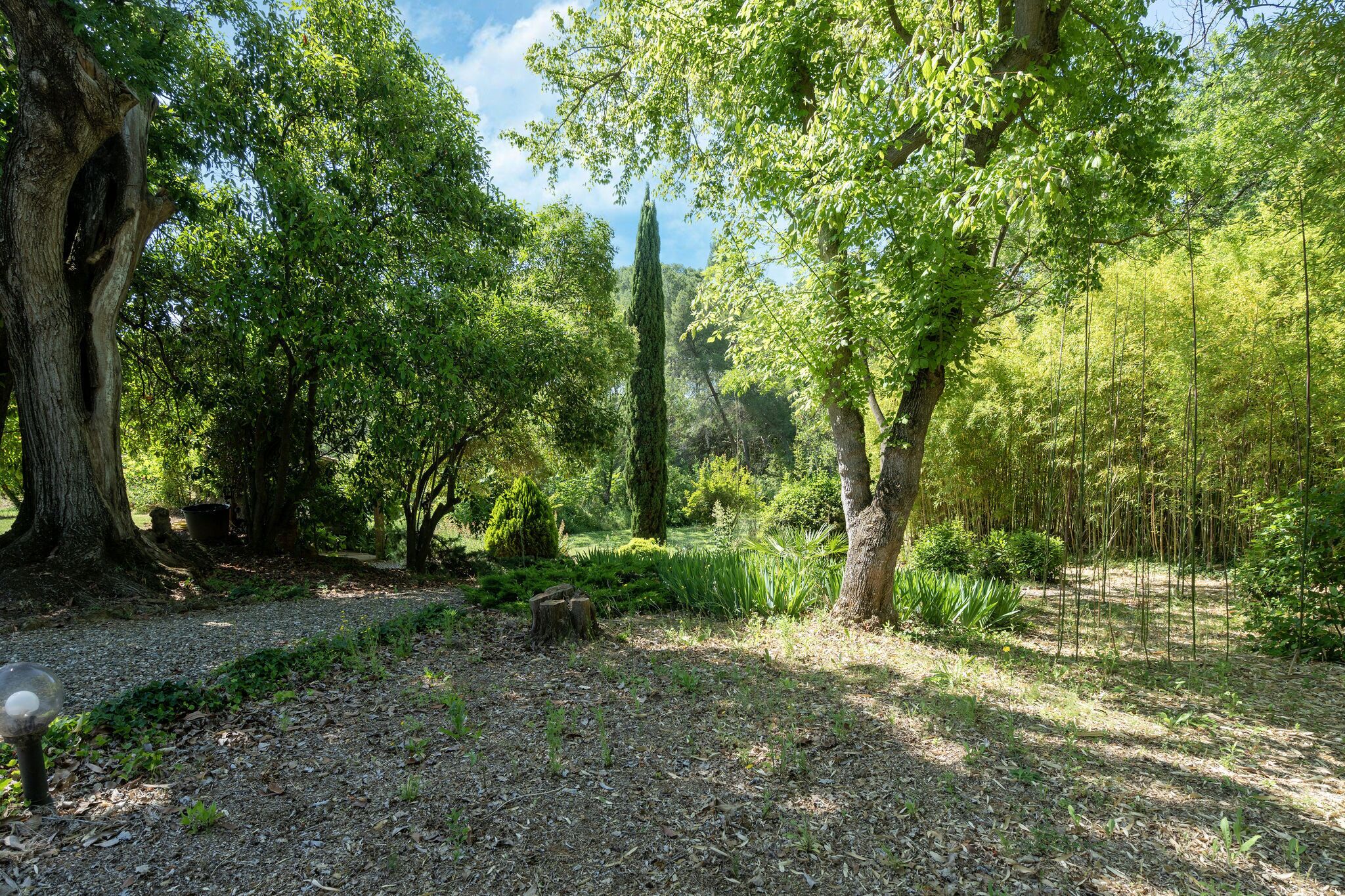A forested area with a gravel path, trees, and a clear sky.