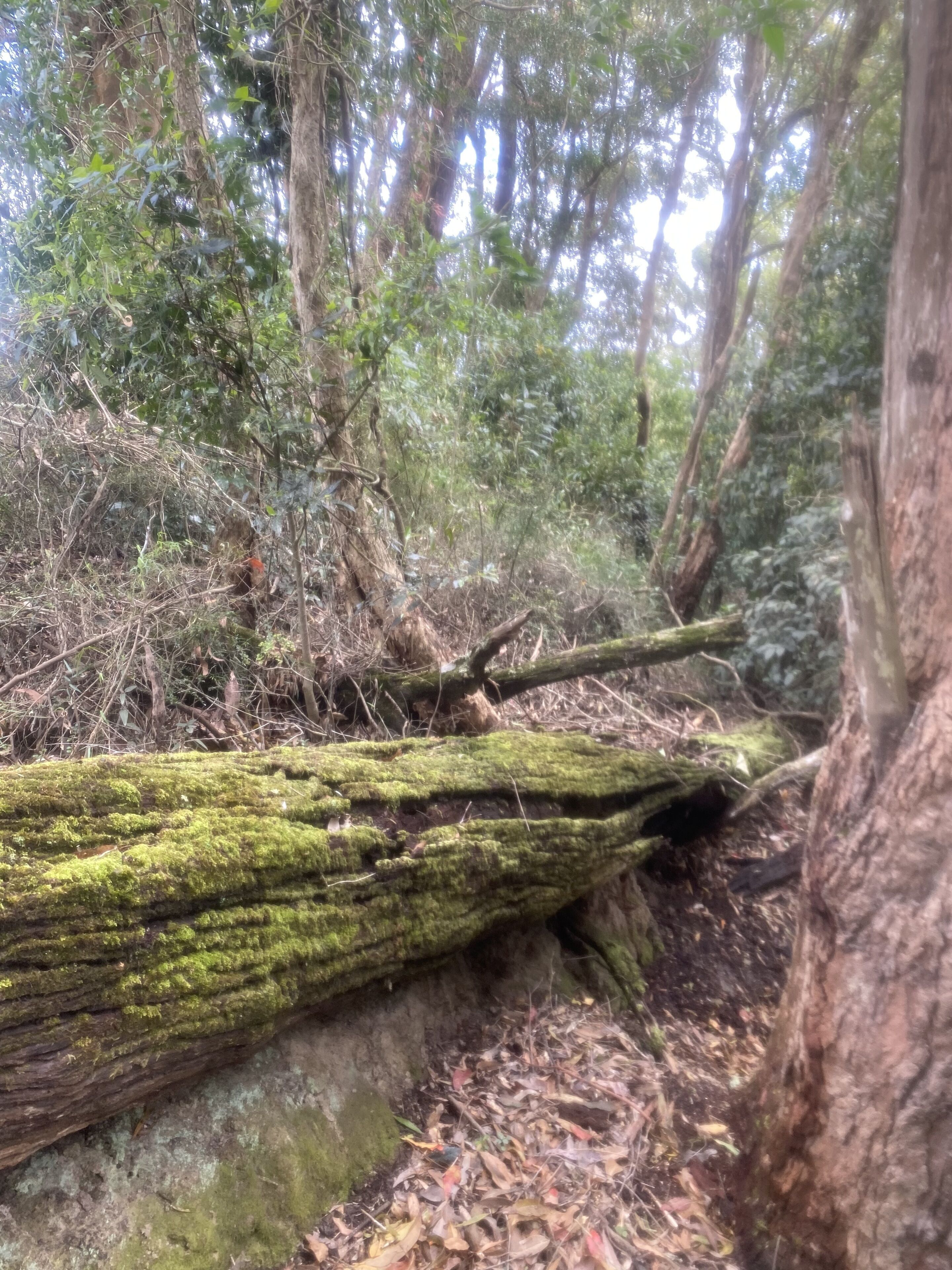 Un bosque con un tronco de árbol caído cubierto de musgo.