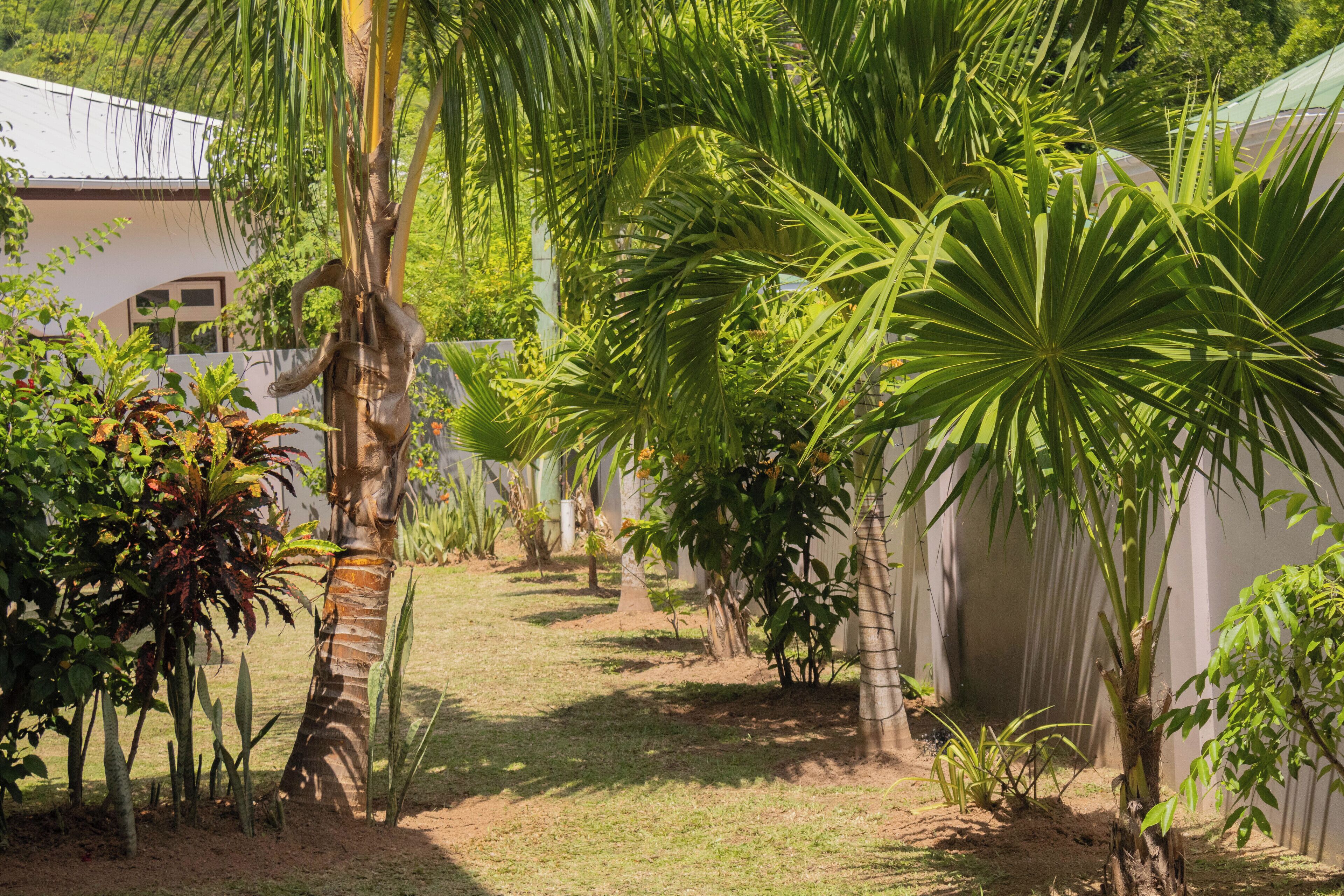A garden with various plants and a pathway.