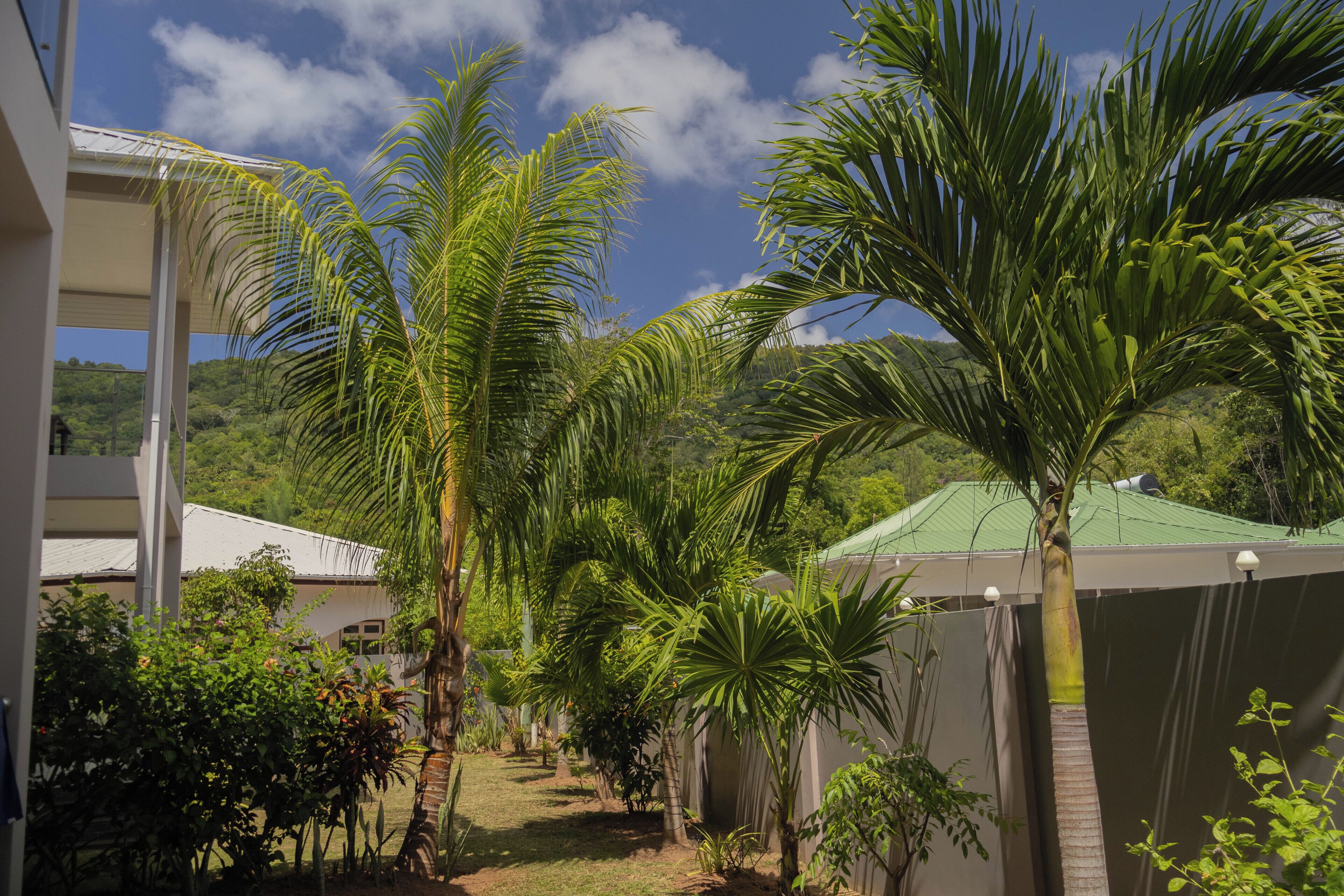 A courtyard with palm trees, a covered walkway, and a building with a green roof.