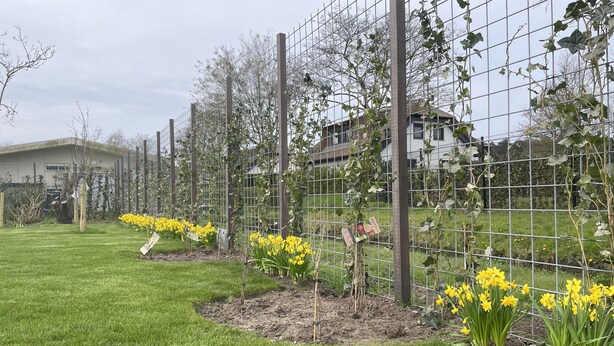 Un jardin avec des fleurs jaunes et une clôture en fil de fer.