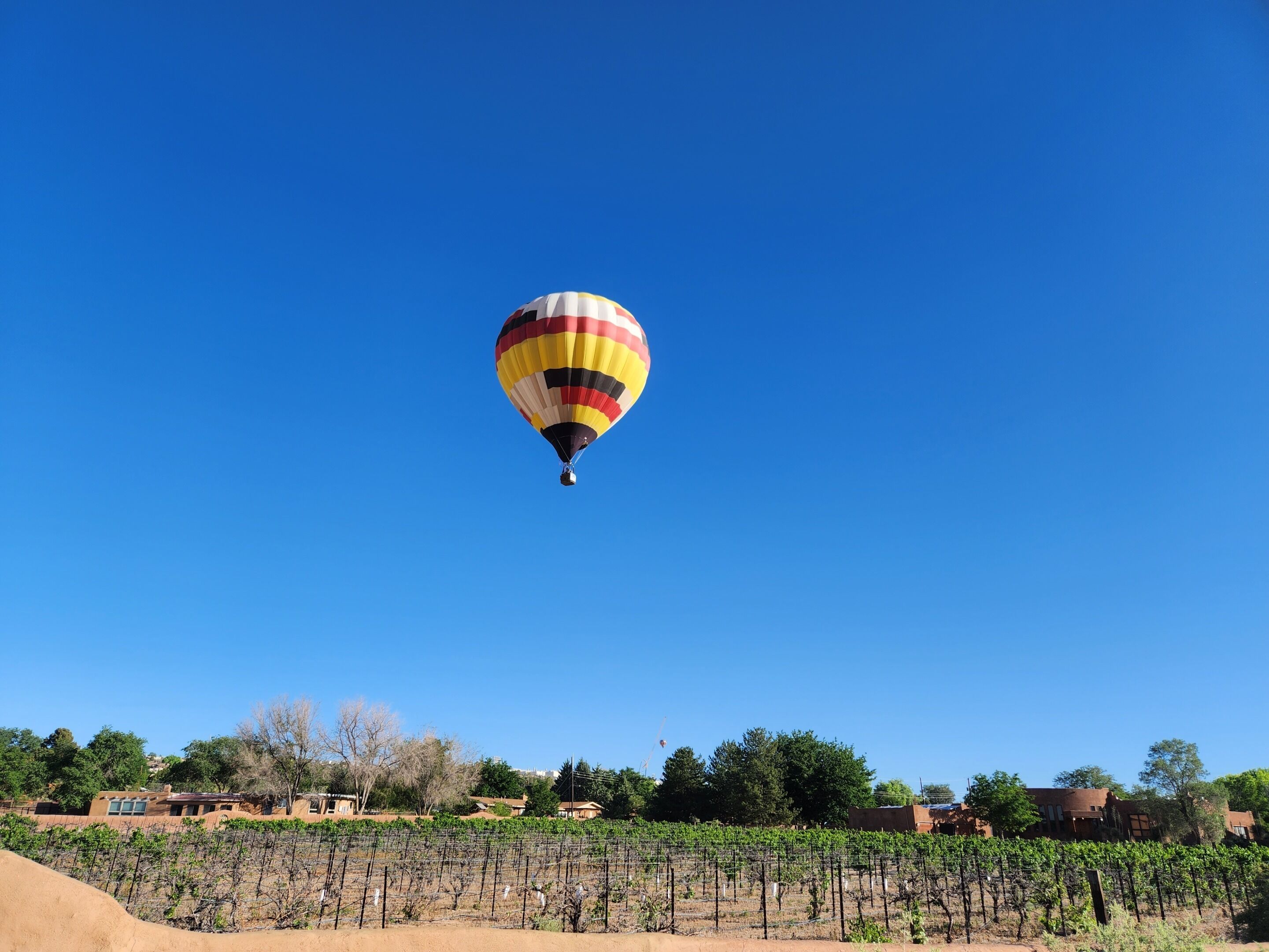 Un globo aerostático sobre un viñedo con edificios al fondo.