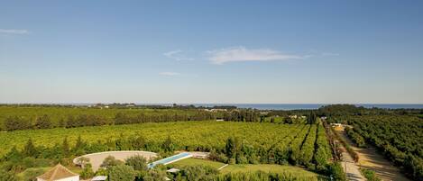 A vineyard with a swimming pool and a gazebo.