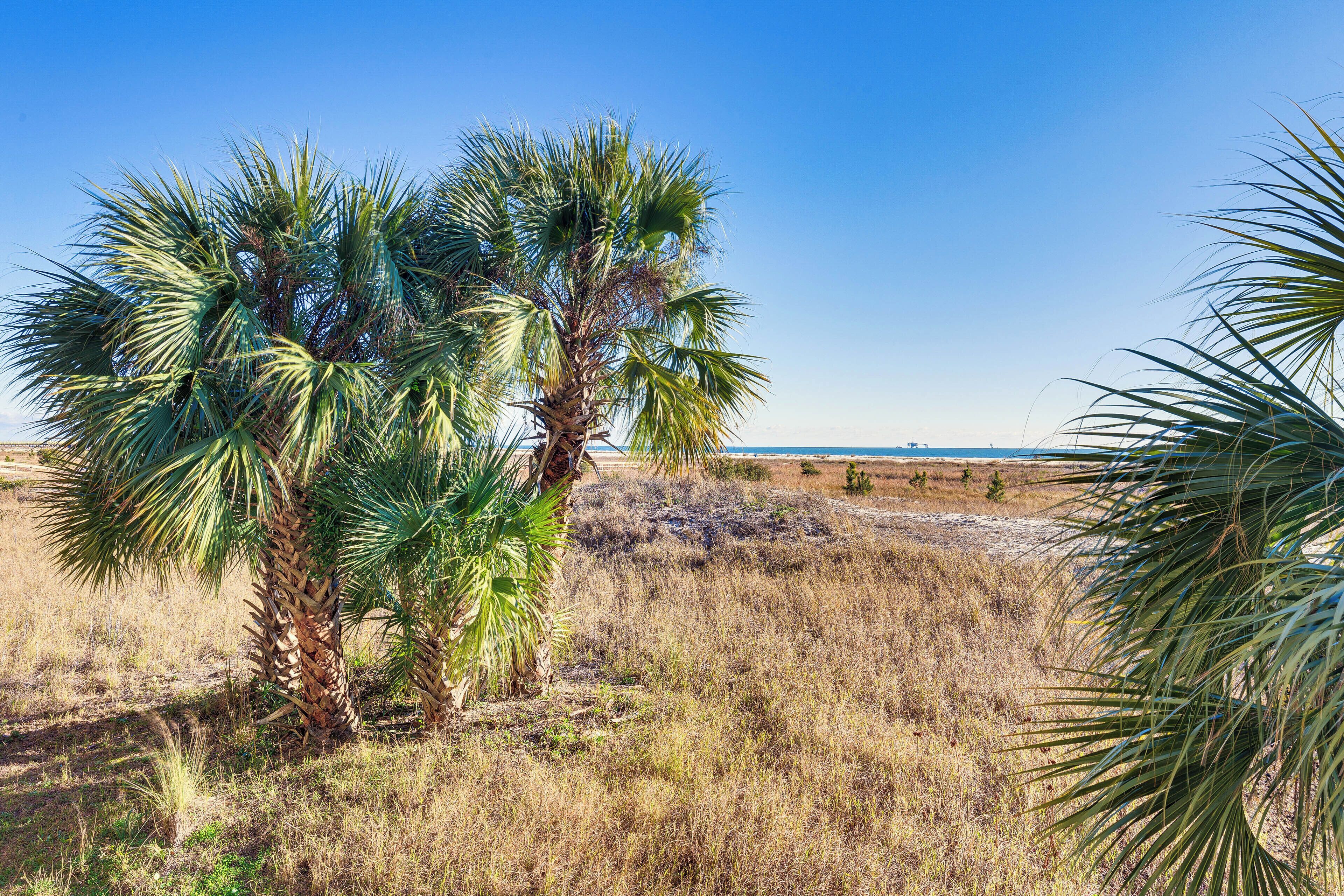 A coastal landscape with palm trees and a clear sky.