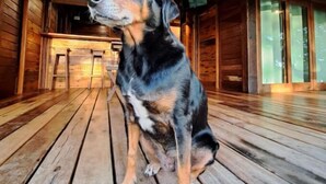 A dog sitting on a wooden deck inside a rustic building with wooden walls and a sloped ceiling. - Tranquillité Dans Condominium Front de mer Barra Grande (Maraú)