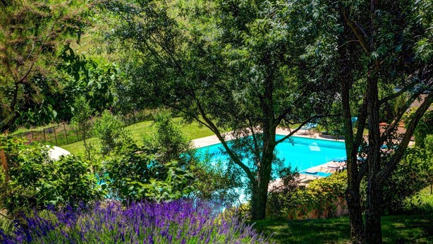 Una piscina rodeada de abundante vegetación y diversas plantas.