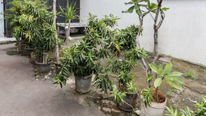 A row of potted plants along a concrete path in a courtyard.