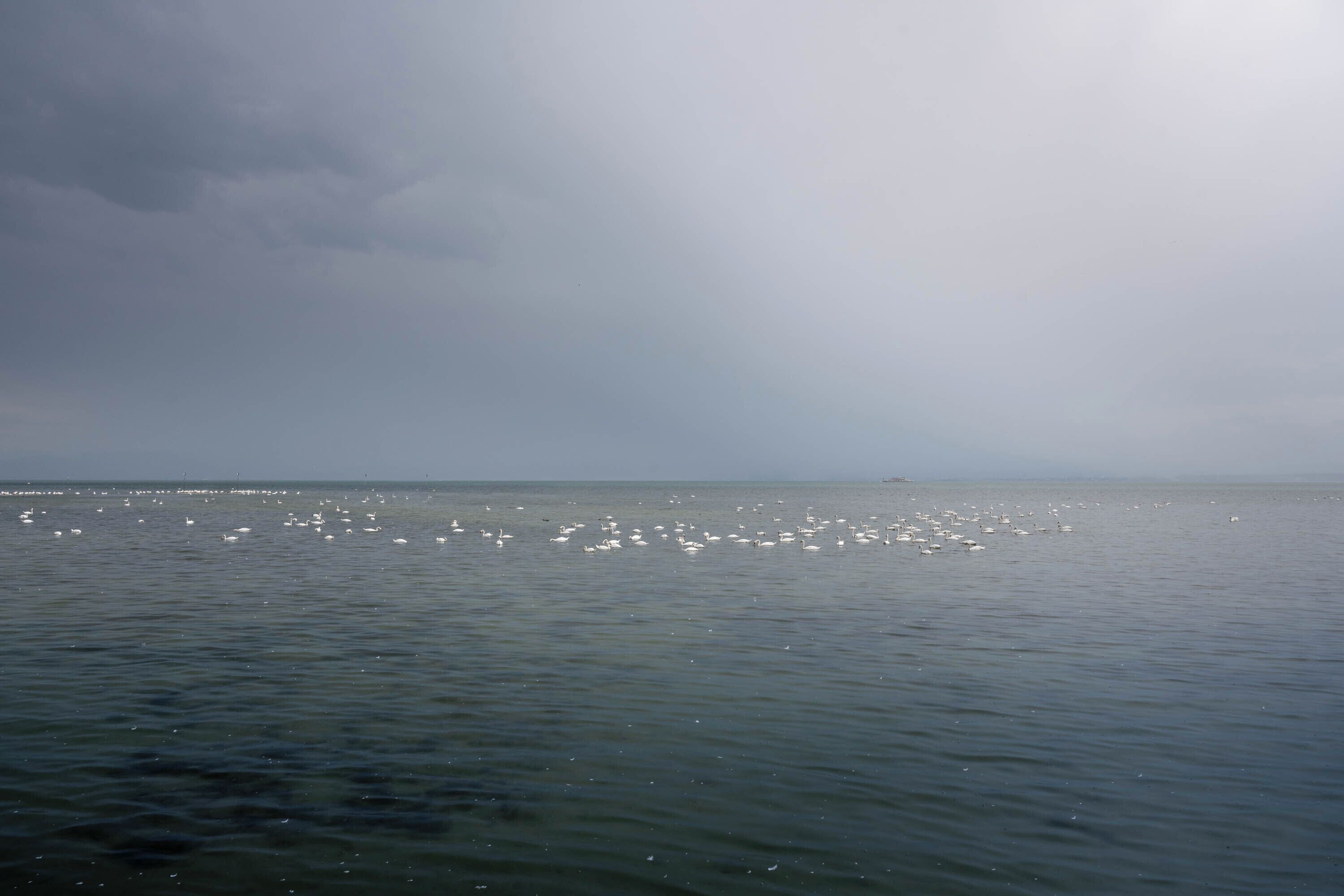 A calm sea with birds flying over it.
