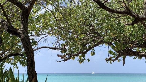 Ein Strand mit einem Baum, der Schatten spendet, klarem türkisblauem Wasser und einem entfernten Segelboot.