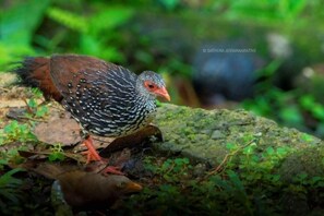 Property grounds - Sunil's Homestay Sinharaja - Large Double Room (Weddagala)