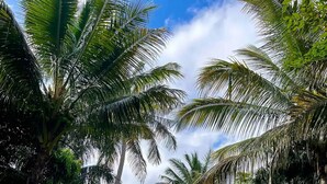 A lush garden with tall palm trees and a grassy area.