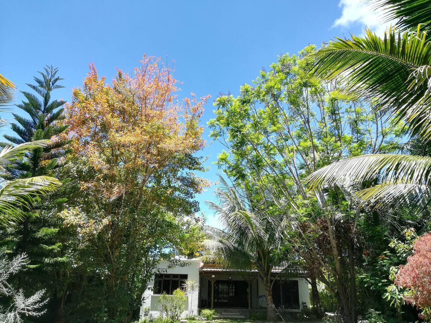 Un jardín tropical con diversas especies de árboles y un pequeño edificio de techo inclinado.