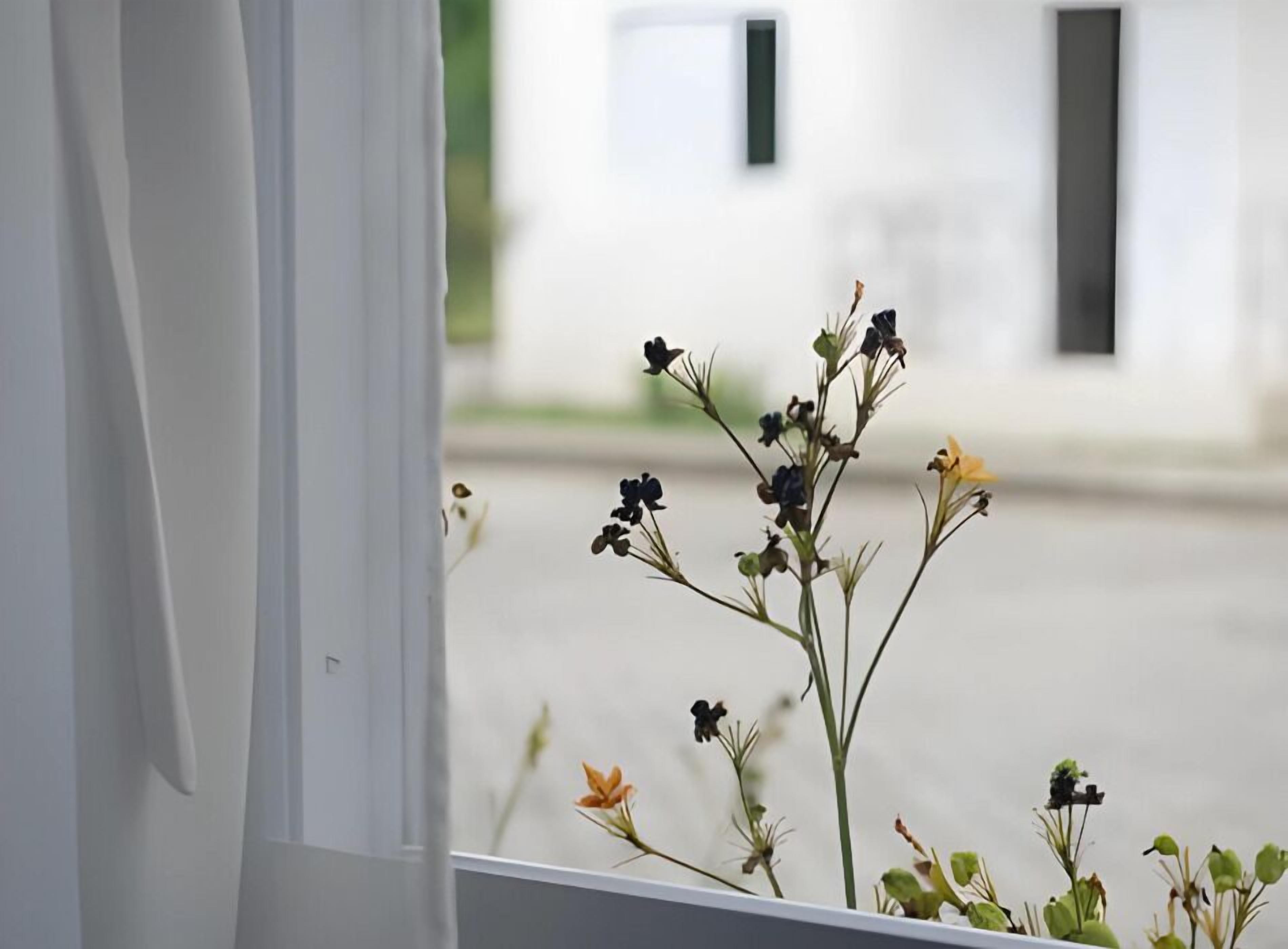 Vista a través de una ventana, con una planta en primer plano.