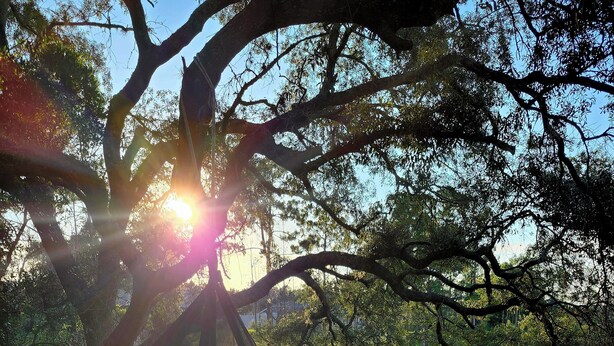 A hammock suspended from a tree in a park with a body of water in the background. - Quiet Lakeside home w/bbq close to Daytona & Sanford  (Deltona)