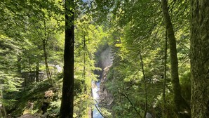 Ein bewaldetes Gebiet mit einem Wasserfall.